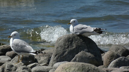 seagulls on the beach