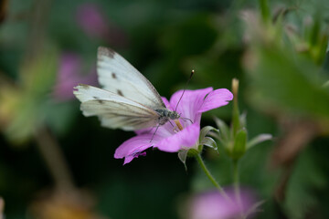 Close-up of a white butterfly on a violet flower