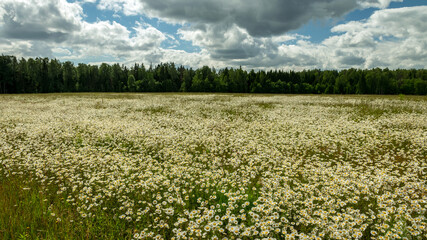 Fototapeta na wymiar white daisy flower background, background wallpaper, field with daisies, summer