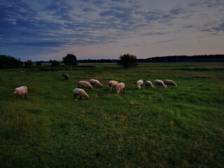 Naklejka na ściany i meble Sheep in the meadow at sunset
