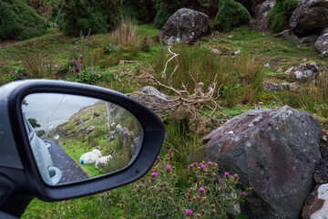 Two sheep lying on a grass close to a road . Reflection in a car mirror. Connemara, Ireland.