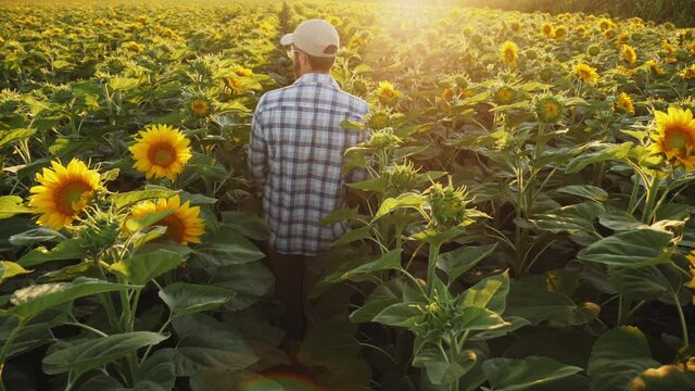A man farmer walks between the rows of a blooming sunflower in a field at sunset, agronomist examines the growth of a sunflower