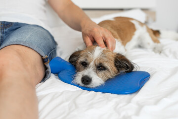 Kleiner Terrier Hund liegt mit dem Kopf auf einer blauen Wärmflasche im Bett. Männerhand streichelt über seinen Kopf. Schlafzimmer, Hygge, Zuhause.
