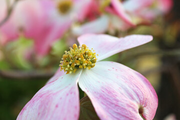 Close-up of a Pink Dogwood flower (Cornus florida rubra) during sunset in spring bloom, Osaka, Japan