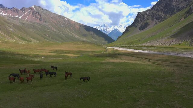 A herd of brown and black horses in the alpine meadows. Green rocky slopes of the northern Elbrus region. Aerial view of a beautiful mountain summer landscape.