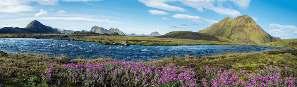 Beautiful wide panoramic Icelandic landscape with wild pink flowers, blue glacier river and green mountains. Blue sky background. in area of Fjallabak Nature Reserve on Laugavegur trek, Iceland