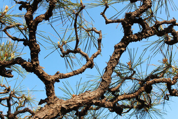 Artistic Pinus thunbergii, the Japanese black pine tree with the blue sky in Osaka, Japan