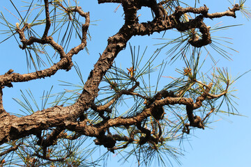Artistic Pinus thunbergii, the Japanese black pine tree with the blue sky in Osaka, Japan