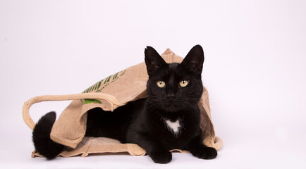 Black cat in a bag in photostudio