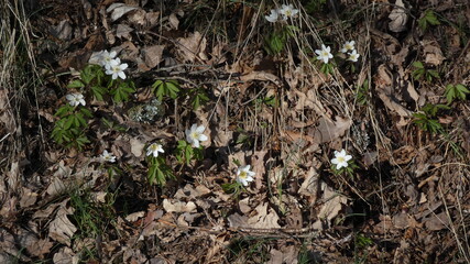 Wood Anemone on the ground