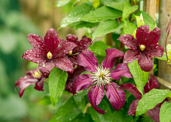 beautiful purple clematis flowers, summer garden after rain, summer