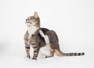 Tabby cat in photo studio