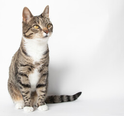Obraz premium Tabby cat studio