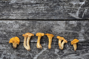 fox mushrooms on a wooden background. View from above, place for text