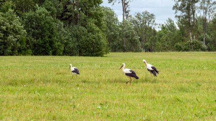 sunny summer landscape with a meadow and a colony of storks, summer