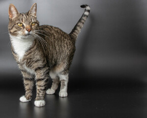 Tabby cat studio