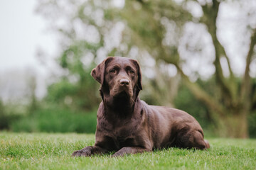 Brown chocolate labrador portrait playing outside in garden nature, looking into and away from camera, puppy dog, dog outside sticking toungue out. 