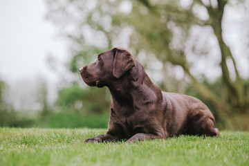 Brown chocolate labrador portrait playing outside in garden nature, looking into and away from camera, puppy dog, dog outside sticking toungue out. 
