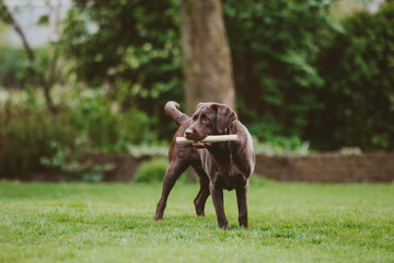 Brown chocolate labrador portrait playing outside in garden nature, looking into and away from camera, puppy dog, dog outside sticking toungue out. 