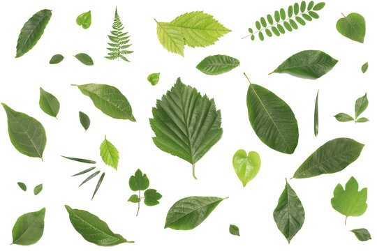 Set of different green tree leaves on white background