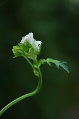 White flower