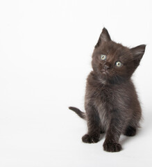 Black kitten in photostudio