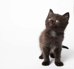 Black kitten in photostudio