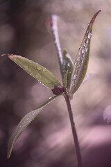 water drops on a blade of grass