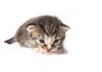 Tabby kitten in photostudio