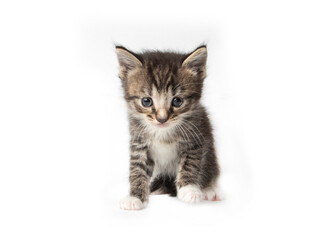 Tabby kitten in photostudio
