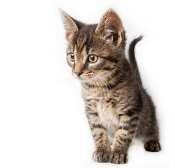 Tabby kitten in photostudio