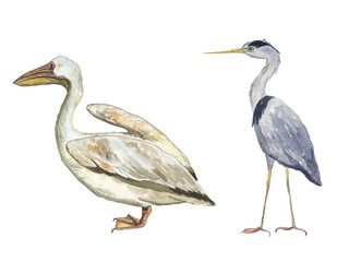 Grey heron and white pelican bird isolated on white background. Watercolor hand drawing realistic illustration of wild birds.