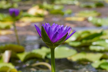 Purple lotus blossoms blooming in the lake.