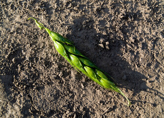 Green sprout on the ground.
Young green shoot of wheat.