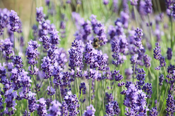 lavender field in furano hokkaido / ラベンダーファーム（三分咲き）-  クローズアップ接写