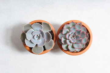 Succulents.