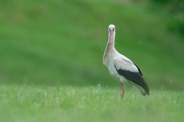 White stork watching 