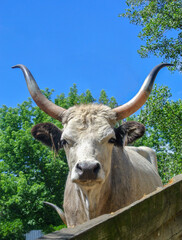 Ox, a beautiful animal with beige fur and large long horns.