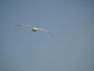 seagull flying in front of a clear blue sky