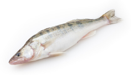 Fresh pike perch isolated on white background