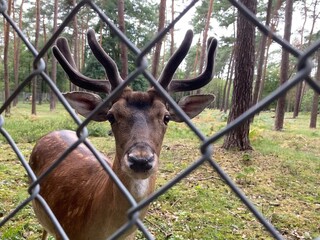 deer in the woods