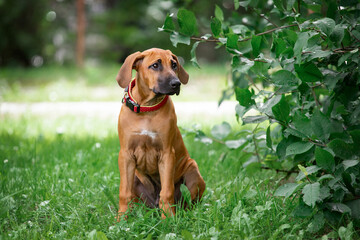 Adorable Rhodesian Ridgeback puppie poses in park 