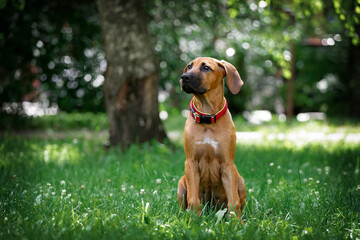 Adorable Rhodesian Ridgeback puppie poses in park 