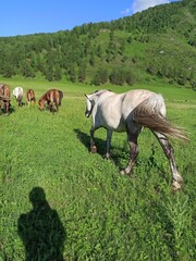 horses in the meadow