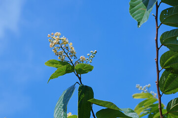 Herbal flower against blue sky in the morning