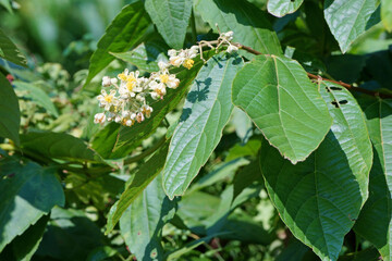 Herbal flower blooming on green leaves