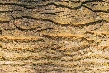 A close up of a tree bark