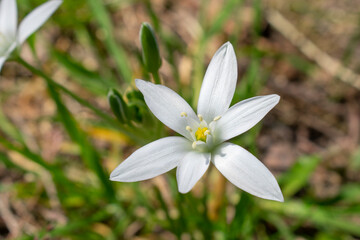 White Star Shaped Flowers (Ornithogalum Umbellatum known as the Star-of-Bethlehem)