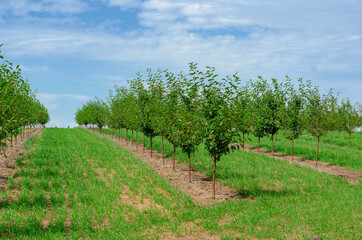 Fototapeta na wymiar Young cherry trees are planted in rows in the garden.