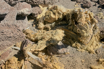 Bones and flesh at Colorada Lagoon - South of Bolivia.